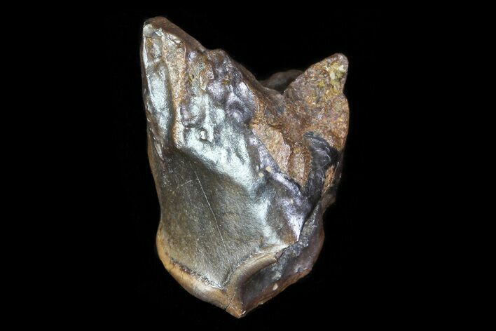 Juvenile Triceratops Tooth - South Dakota #81933